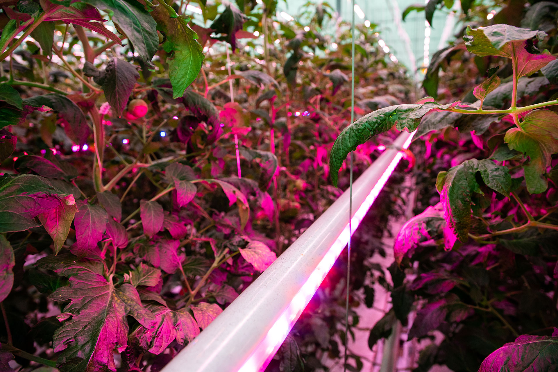 Jeszcze więcej pomidorów spod LEDów! – VegaPOL-Budyta rozszerza uprawę pomidora malinowego z zastosowaniem technologii Philips LED do 5 ha!
