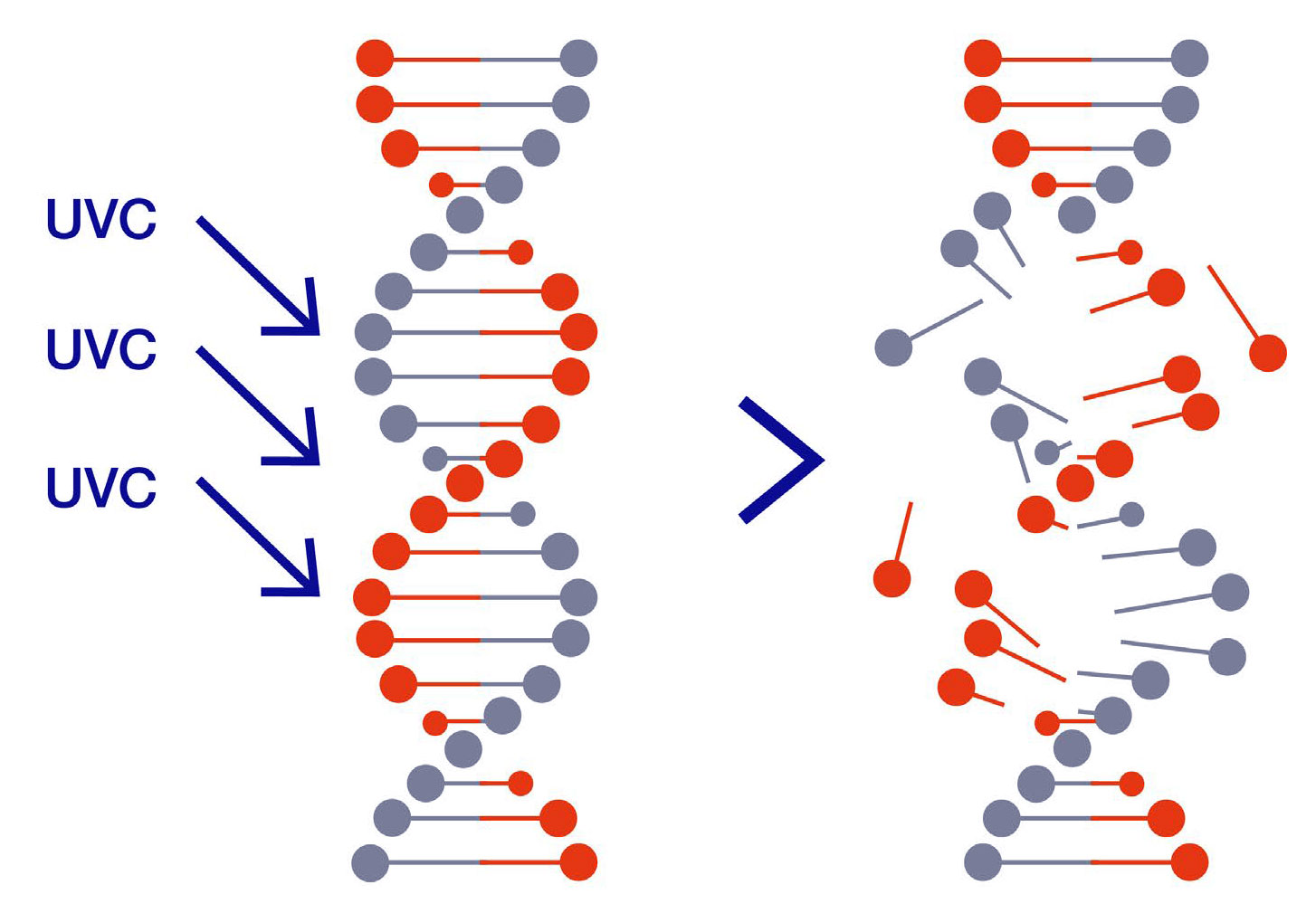 Rys. 3 Wpływ działania promieniowania UV-C na DNA i RNA wirusów, bakterii i mikroorganizmów.